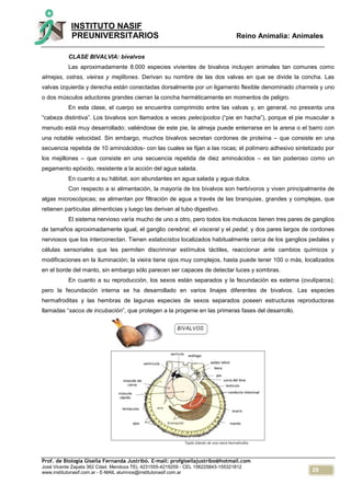 29
INSTITUTO NASIF
PREUNIVERSITARIOS Reino Animalia: Animales
Prof. de Biología Gisella Fernanda Justribó. E-mail: profgisellajustribo@hotmail.com
José Vicente Zapata 362 Cdad. Mendoza TEL 4231555-4219259 - CEL 156225843-155321812
www.institutonasif.com.ar - E-MAIL alumnos@institutonasif.com.ar
CLASE BIVALVIA: bivalvos
Las aproximadamente 8.000 especies vivientes de bivalvos incluyen animales tan comunes como
almejas, ostras, vieiras y mejillones. Derivan su nombre de las dos valvas en que se divide la concha. Las
valvas izquierda y derecha están conectadas dorsalmente por un ligamento flexible denominado charnela y uno
o dos músculos aductores grandes cierran la concha herméticamente en momentos de peligro.
En esta clase, el cuerpo se encuentra comprimido entre las valvas y, en general, no presenta una
“cabeza distintiva”. Los bivalvos son llamados a veces pelecípodos (“pie en hacha”), porque el pie muscular a
menudo está muy desarrollado; valiéndose de este pie, la almeja puede enterrarse en la arena o el barro con
una notable velocidad. Sin embargo, muchos bivalvos secretan cordones de proteína – que consiste en una
secuencia repetida de 10 aminoácidos- con las cuales se fijan a las rocas; el polímero adhesivo sintetizado por
los mejillones – que consiste en una secuencia repetida de diez aminoácidos – es tan poderoso como un
pegamento epóxido, resistente a la acción del agua salada.
En cuanto a su hábitat, son abundantes en agua salada y agua dulce.
Con respecto a si alimentación, la mayoría de los bivalvos son herbívoros y viven principalmente de
algas microscópicas; se alimentan por filtración de agua a través de las branquias, grandes y complejas, que
retienen partículas alimenticias y luego las derivan al tubo digestivo.
El sistema nervioso varía mucho de uno a otro, pero todos los moluscos tienen tres pares de ganglios
de tamaños aproximadamente igual, el ganglio cerebral, el visceral y el pedal; y dos pares largos de cordones
nerviosos que los interconectan. Tienen estatocistos localizados habitualmente cerca de los ganglios pedales y
células sensoriales que les permiten discriminar estímulos táctiles, reaccionar ante cambios químicos y
modificaciones en la iluminación; la vieira tiene ojos muy complejos, hasta puede tener 100 o más, localizados
en el borde del manto, sin embargo sólo parecen ser capaces de detectar luces y sombras.
En cuanto a su reproducción, los sexos están separados y la fecundación es externa (ovulíparos);
pero la fecundación interna se ha desarrollado en varios linajes diferentes de bivalvos. Las especies
hermafroditas y las hembras de lagunas especies de sexos separados poseen estructuras reproductoras
llamadas “sacos de incubación”, que protegen a la progenie en las primeras fases del desarrollo.
 