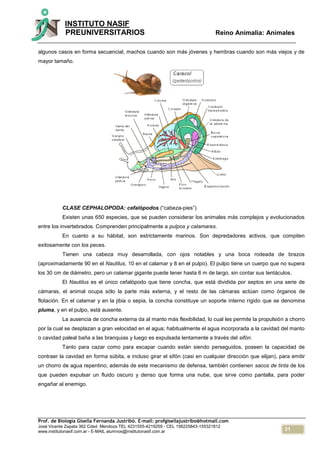 31
INSTITUTO NASIF
PREUNIVERSITARIOS Reino Animalia: Animales
Prof. de Biología Gisella Fernanda Justribó. E-mail: profgisellajustribo@hotmail.com
José Vicente Zapata 362 Cdad. Mendoza TEL 4231555-4219259 - CEL 156225843-155321812
www.institutonasif.com.ar - E-MAIL alumnos@institutonasif.com.ar
algunos casos en forma secuencial, machos cuando son más jóvenes y hembras cuando son más viejos y de
mayor tamaño.
CLASE CEPHALOPODA: cefalópodos (“cabeza-pies”)
Existen unas 650 especies, que se pueden considerar los animales más complejos y evolucionados
entre los invertebrados. Comprenden principalmente a pulpos y calamares.
En cuanto a su hábitat, son estrictamente marinos. Son depredadores activos, que compiten
exitosamente con los peces.
Tienen una cabeza muy desarrollada, con ojos notables y una boca rodeada de brazos
(aproximadamente 90 en el Nautilus, 10 en el calamar y 8 en el pulpo). El pulpo tiene un cuerpo que no supera
los 30 cm de diámetro, pero un calamar gigante puede tener hasta 6 m de largo, sin contar sus tentáculos.
El Nautilus es el único cefalópodo que tiene concha, que está dividida por septos en una serie de
cámaras, el animal ocupa sólo la parte más externa, y el resto de las cámaras actúan como órganos de
flotación. En el calamar y en la jibia o sepia, la concha constituye un soporte interno rígido que se denomina
pluma, y en el pulpo, está ausente.
La ausencia de concha externa da al manto más flexibilidad, lo cual les permite la propulsión a chorro
por la cual se desplazan a gran velocidad en el agua; habitualmente el agua incorporada a la cavidad del manto
o cavidad paleal baña a las branquias y luego es expulsada lentamente a través del sifón.
Tanto para cazar como para escapar cuando están siendo perseguidos, poseen la capacidad de
contraer la cavidad en forma súbita, e incluso girar el sifón (casi en cualquier dirección que elijan), para emitir
un chorro de agua repentino; además de este mecanismo de defensa, también contienen sacos de tinta de los
que pueden expulsar un fluido oscuro y denso que forma una nube, que sirve como pantalla, para poder
engañar al enemigo.
 