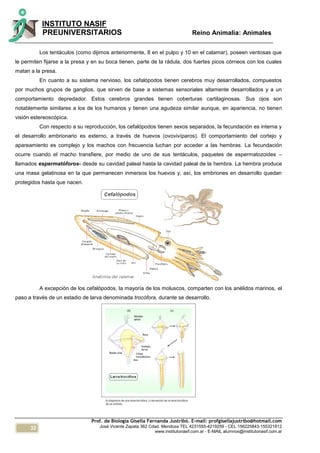 32
INSTITUTO NASIF
PREUNIVERSITARIOS Reino Animalia: Animales
Prof. de Biología Gisella Fernanda Justribó. E-mail: profgisellajustribo@hotmail.com
José Vicente Zapata 362 Cdad. Mendoza TEL 4231555-4219259 - CEL 156225843-155321812
www.institutonasif.com.ar - E-MAIL alumnos@institutonasif.com.ar
Los tentáculos (como dijimos anteriormente, 8 en el pulpo y 10 en el calamar), poseen ventosas que
le permiten fijarse a la presa y en su boca tienen, parte de la rádula, dos fuertes picos córneos con los cuales
matan a la presa.
En cuanto a su sistema nervioso, los cefalópodos tienen cerebros muy desarrollados, compuestos
por muchos grupos de ganglios, que sirven de base a sistemas sensoriales altamente desarrollados y a un
comportamiento depredador. Estos cerebros grandes tienen coberturas cartilaginosas. Sus ojos son
notablemente similares a los de los humanos y tienen una agudeza similar aunque, en apariencia, no tienen
visión estereoscópica.
Con respecto a su reproducción, los cefalópodos tienen sexos separados, la fecundación es interna y
el desarrollo embrionario es externo, a través de huevos (ovovivíparos). El comportamiento del cortejo y
apareamiento es complejo y los machos con frecuencia luchan por acceder a las hembras. La fecundación
ocurre cuando el macho transfiere, por medio de uno de sus tentáculos, paquetes de espermatozoides –
llamados espermatóforos- desde su cavidad paleal hasta la cavidad paleal de la hembra. La hembra produce
una masa gelatinosa en la que permanecen inmersos los huevos y, así, los embriones en desarrollo quedan
protegidos hasta que nacen.
A excepción de los cefalópodos, la mayoría de los moluscos, comparten con los anélidos marinos, el
paso a través de un estadio de larva denominada trocófora, durante se desarrollo.
 