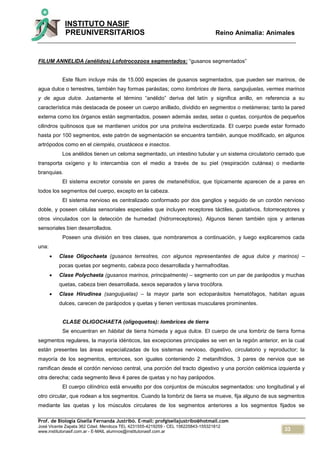 33
INSTITUTO NASIF
PREUNIVERSITARIOS Reino Animalia: Animales
Prof. de Biología Gisella Fernanda Justribó. E-mail: profgisellajustribo@hotmail.com
José Vicente Zapata 362 Cdad. Mendoza TEL 4231555-4219259 - CEL 156225843-155321812
www.institutonasif.com.ar - E-MAIL alumnos@institutonasif.com.ar
FILUM ANNELIDA (anélidos) Lofotrocozoos segmentados: “gusanos segmentados”
Este filum incluye más de 15.000 especies de gusanos segmentados, que pueden ser marinos, de
agua dulce o terrestres, también hay formas parásitas; como lombrices de tierra, sanguijuelas, vermes marinos
y de agua dulce. Justamente el término “anélido” deriva del latín y significa anillo, en referencia a su
característica más destacada de poseer un cuerpo anillado, dividido en segmentos o metámeras; tanto la pared
externa como los órganos están segmentados, poseen además sedas, setas o quetas, conjuntos de pequeños
cilindros quitinosos que se mantienen unidos por una proteína esclerotizada. El cuerpo puede estar formado
hasta por 100 segmentos, este patrón de segmentación se encuentra también, aunque modificado, en algunos
artrópodos como en el ciempiés, crustáceos e insectos.
Los anélidos tienen un celoma segmentado, un intestino tubular y un sistema circulatorio cerrado que
transporta oxígeno y lo intercambia con el medio a través de su piel (respiración cutánea) o mediante
branquias.
El sistema excretor consiste en pares de metanefridios, que típicamente aparecen de a pares en
todos los segmentos del cuerpo, excepto en la cabeza.
El sistema nervioso es centralizado conformado por dos ganglios y seguido de un cordón nervioso
doble, y poseen células sensoriales especiales que incluyen receptores táctiles, gustativos, fotorreceptores y
otros vinculados con la detección de humedad (hidrorreceptores). Algunos tienen también ojos y antenas
sensoriales bien desarrollados.
Poseen una división en tres clases, que nombraremos a continuación, y luego explicaremos cada
una:
 Clase Oligochaeta (gusanos terrestres, con algunos representantes de agua dulce y marinos) –
pocas quetas por segmento, cabeza poco desarrollada y hermafroditas.
 Clase Polychaeta (gusanos marinos, principalmente) – segmento con un par de parápodos y muchas
quetas, cabeza bien desarrollada, sexos separados y larva trocófora.
 Clase Hirudinea (sanguijuelas) – la mayor parte son ectoparásitos hematófagos, habitan aguas
dulces, carecen de parápodos y quetas y tienen ventosas musculares prominentes.
CLASE OLIGOCHAETA (oligoquetos): lombrices de tierra
Se encuentran en hábitat de tierra húmeda y agua dulce. El cuerpo de una lombriz de tierra forma
segmentos regulares, la mayoría idénticos, las excepciones principales se ven en la región anterior, en la cual
están presentes las áreas especializadas de los sistemas nervioso, digestivo, circulatorio y reproductor; la
mayoría de los segmentos, entonces, son iguales conteniendo 2 metanifridios, 3 pares de nervios que se
ramifican desde el cordón nervioso central, una porción del tracto digestivo y una porción celómica izquierda y
otra derecha; cada segmento lleva 4 pares de quetas y no hay parápodos.
El cuerpo cilíndrico está envuelto por dos conjuntos de músculos segmentados: uno longitudinal y el
otro circular, que rodean a los segmentos. Cuando la lombriz de tierra se mueve, fija alguno de sus segmentos
mediante las quetas y los músculos circulares de los segmentos anteriores a los segmentos fijados se
 
