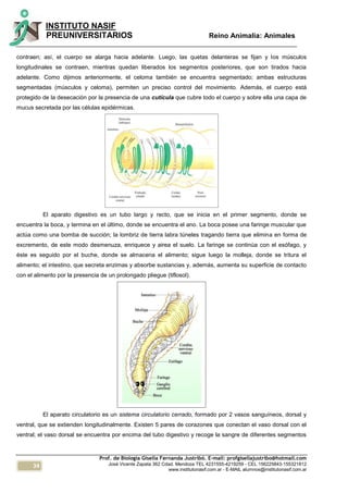 34
INSTITUTO NASIF
PREUNIVERSITARIOS Reino Animalia: Animales
Prof. de Biología Gisella Fernanda Justribó. E-mail: profgisellajustribo@hotmail.com
José Vicente Zapata 362 Cdad. Mendoza TEL 4231555-4219259 - CEL 156225843-155321812
www.institutonasif.com.ar - E-MAIL alumnos@institutonasif.com.ar
contraen; así, el cuerpo se alarga hacia adelante. Luego, las quetas delanteras se fijan y los músculos
longitudinales se contraen, mientras quedan liberados los segmentos posteriores, que son tirados hacia
adelante. Como dijimos anteriormente, el celoma también se encuentra segmentado; ambas estructuras
segmentadas (músculos y celoma), permiten un preciso control del movimiento. Además, el cuerpo está
protegido de la desecación por la presencia de una cutícula que cubre todo el cuerpo y sobre ella una capa de
mucus secretada por las células epidérmicas.
El aparato digestivo es un tubo largo y recto, que se inicia en el primer segmento, donde se
encuentra la boca, y termina en el último, donde se encuentra el ano. La boca posee una faringe muscular que
actúa como una bomba de succión; la lombriz de tierra labra túneles tragando tierra que elimina en forma de
excremento, de este modo desmenuza, enriquece y airea el suelo. La faringe se continúa con el esófago, y
éste es seguido por el buche, donde se almacena el alimento; sigue luego la molleja, donde se tritura el
alimento; el intestino, que secreta enzimas y absorbe sustancias y, además, aumenta su superficie de contacto
con el alimento por la presencia de un prolongado pliegue (tiflosol).
El aparato circulatorio es un sistema circulatorio cerrado, formado por 2 vasos sanguíneos, dorsal y
ventral, que se extienden longitudinalmente. Existen 5 pares de corazones que conectan el vaso dorsal con el
ventral; el vaso dorsal se encuentra por encima del tubo digestivo y recoge la sangre de diferentes segmentos
 