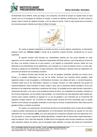 35
INSTITUTO NASIF
PREUNIVERSITARIOS Reino Animalia: Animales
Prof. de Biología Gisella Fernanda Justribó. E-mail: profgisellajustribo@hotmail.com
José Vicente Zapata 362 Cdad. Mendoza TEL 4231555-4219259 - CEL 156225843-155321812
www.institutonasif.com.ar - E-MAIL alumnos@institutonasif.com.ar
bombeándola hacia delante, hasta que llega a los corazones, de donde la sangre se expulsa hacia el vaso
ventral, que es el encargado de distribuir la sangre, a través de distintas ramificaciones; de esta manera la
sangre vuelve a través de capilares dorsales, y así se repite el circuito. Tanto el vaso dorsal como el ventral y
los corazones poseen válvulas que evitan el reflujo de sangre.
En cuanto al aparato respiratorio, la lombriz de tierra no tiene órganos respiratorios, el intercambio
gaseoso ocurre por difusión simple a través de la superficie corporal húmeda, mantenida por el mucus
superficial.
El aparato excretor está formado por metanefridios abiertos por dos poros laterales en cada
segmento, por los cuales eliminan los desechos nitrogenados del fluido celómico, que es llevado por el batir de
los cilios y se excreta a través de un poro externo, y así regulan su composición química, (éstos son muy
diferentes a los protonefridios de los platelmintos, que consisten en un saco de abertura única y un solo cilio).
Durante su pasaje por le metanefridio, el agua necesaria, otras moléculas y diversos iones se reabsorben y lo
productos de desecho son excretados al exterior.
El sistema nervioso está formado por un par de ganglios cerebrales ubicados por encima de la
faringe y un ganglio subfaríngeo con una red de anillos nerviosos que conectan dichos ganglios, cada
segmento posee un par de ganglios y ramificaciones nerviosas. Las células del tacto, o mecanorreceptores,
contienen pelos que al ser estimulados, disparan un impulso nervioso; en cada segmento hay grupos de
mecanorreceptores. Estos animales no tienen ocelos ni ojos, pero sí presentan células sensibles a la luz que
abundan en los segmentos anteriores y posteriores del cuerpo. Es probable que los pelos también respondan a
vibraciones del suelo, a la cual es muy sensible la lombriz de tierra. Los receptores de humedad, ubicados en
los primeros segmentos, son las células más sensibles. Los movimientos de cada segmento están regidos por
nervios cuyos cuerpos celulares se agrupan en un par de ganglios y son activados por el movimiento del
segmento contiguo anterior. Así, la lombriz sin cabeza puede moverse de forma coordinada, pero no puede
hacerlo si se le extirpan sus ganglios cerebrales: en ese caso se mueven innecesariamente. Esto indica que los
ganglios inhiben y modulan la actividad.
En cuanto a su reproducción, las lombrices de tierra son hermafroditas como el resto de los anélidos
y algunas pueden reproducirse por partenogénesis; en la fecundación dos lombrices se copulan en una zona
adherente con mucus llamada clitelo, una zona particular de la epidermis (ubicado entre los segmentos 32 a
37) que posee un conjunto especial de células glandulares, mediante ella se intercambian espermatozoides y
luego se separan. Dos o tres días después, el clitelo forma una segunda vaina mucosa rodeada por una rígida
capa protectora externa de quitina, que es empujada hacia adelante a lo largo del animal por movimientos
 