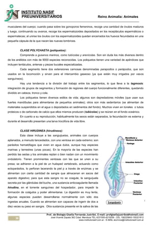 36
INSTITUTO NASIF
PREUNIVERSITARIOS Reino Animalia: Animales
Prof. de Biología Gisella Fernanda Justribó. E-mail: profgisellajustribo@hotmail.com
José Vicente Zapata 362 Cdad. Mendoza TEL 4231555-4219259 - CEL 156225843-155321812
www.institutonasif.com.ar - E-MAIL alumnos@institutonasif.com.ar
musculares del cuerpo; cuando pasa sobre los gonoporos femeninos, recoge una cantidad de óvulos maduros
y luego, continuando su avance, recoge los espermatozoides depositados en los receptáculos espermáticos o
espermatecas; al unirse los óvulos con los espermatozoides quedan encerrados los huevos fecundados en una
pequeña cápsula de la que nacen las nuevas lombrices.
CLASE POLYCHAETA (poliquetos):
Comprende a gusanos marinos, como tubícolas y arenícolas. Son sin duda los más diversos dentro
de los anélidos con más de 9000 especies reconocidas. Los poliquetos tienen una variedad de apéndices que
incluyen tentáculos, antenas y piezas bucales especializadas.
Cada segmento tiene dos extensiones carnosas denominadas parapodios o parápodos, que son
usados en la locomoción y sirven para el intercambio gaseoso (ya que están muy irrigados por vasos
sanguíneos).
Hay una tendencia a la división del trabajo entre los segmentos, lo que lleva a la tagmosis:
integración de grupos de segmentos y formación de regiones del cuerpo funcionalmente diferentes, quedando
dividido en cabeza, tronco y cola.
Los poliquetos tienen diversos estilos de vida; algunos son depredadores móviles (que usan sus
fuertes mandíbulas para alimentarse de pequeños animales); otros son más sedentarios (se alimentan de
materiales suspendidos en el agua o depositados en sedimentos del fondo). Muchos viven en túneles o tubos
proteicos o de carbonato de calcio que ellos mismos producen (tubícolas) y se reúnen en el fondo oceánico.
En cuanto a su reproducción, habitualmente los sexos están separados, la fecundación es externa y
durante el desarrollo presentan una larva trocófora de vida libre.
CLASE HIRUDINEA (hirudíneos):
Esta clase incluye a las sanguijuelas, animales con cuerpos
aplanados, a menudo lanceolados, con una ventosa en cada extremo; son
parásitos hematófagos que viven en agua dulce, aunque hay especies
marinas y terrestres (unas pocas). En la mayoría de las especies han
perdido las sedas y los animales reptan o bien nadan con un movimiento
ondulatorio. Tienen prominentes ventosas con las que se unen a su
presa; se adhieren a la piel de un huésped vertebrado, actuando como
ectoparásitos, lo perforan lacerando la piel p a través de enzimas y se
alimentan con cierta cantidad de sangre que almacenan en sacos del
aparato digestivo; para que esta sangre no se coagule, la sanguijuela
secreta por las glándulas del buche, una sustancia anticoagulante llamada
hirudina, en el torrente sanguíneo del hospedador, para impedir la
formación de coágulos y poder alimentarse. La digestión es muy lenta,
algunas especies pueden desarrollarse normalmente con sólo dos
ingestas anuales. Cuando se alimentan son capaces de ingerir de dos a
diez veces su peso en sangre. Otra sustancia presente en la saliva de las
 