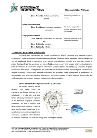 39
INSTITUTO NASIF
PREUNIVERSITARIOS Reino Animalia: Animales
Prof. de Biología Gisella Fernanda Justribó. E-mail: profgisellajustribo@hotmail.com
José Vicente Zapata 362 Cdad. Mendoza TEL 4231555-4219259 - CEL 156225843-155321812
www.institutonasif.com.ar - E-MAIL alumnos@institutonasif.com.ar
Clase Arácnida: Arañas, escorpiones,
ácaros.
Subphyllum Crustacea
Clase Crustáceos: Langostas, cangrejos,
camarones
Subphyllum Unirramia
Clase Insectos: Saltamontes, cucarachas,
etc.
Clase Chilópoda: ciempiés
Clase Diplópoda: milpiés
Cefalotórax y abdomen. Sin
antenas.
Mandíbulas, dos pared de
antenas, apéndices birramos
(subdivididos).
Apéndices unirramios. Un par
de antenas. Mandíbulas.
- SUBFILUM CHELICERATA (quelicerados):
Su cuerpo está fusionado en dos taímas: un cefalotórax anterior (prosoma) y un abdomen posterior
(opistosoma); no tienen antenas ni mandíbulas masticatorias. Su primer par de apéndices (delante de la boca)
son los quelíceros, éstos forman pinzas o son agudos y semejantes a colmillos y se usan para morder la
presa. Su segundo par de apéndices son los pedipalpos, que pueden tener pinzas, estar modificadas como
patas locomotoras o servir como órganos sensoriales y reproductores. Por detrás hay una serie de patas
locomotoras articuladas. Los segmentos del cuerpo se encuentran fusionados en dos tagmas: un cefalotórax
anterior (prosoma) y un abdomen posterior (opitosoma). En la mayoría de los quelicerados, el abdomen no es
segmentado, pero es conspicuamente segmentado en los escorpiones. Excepto algunos ácaros todos los
quelicerados son carnívoros y los sexos casi siempre están separados.
CLASE MEROSTOMATA (merostomados o Xifosuros):
Se pueden clasificar en dos
órdenes, uno donde todos sus
miembros son fósiles (extintos en la
actualidad) y el otro con una sola
familia a la que pertenecen 4 especies
de los llamados cangrejos cacerolas,
cacerolitas de mar o límulos, que
tienen cuatro pares de patas y una cola
larga (con forma de espina) que sirven
para la locomoción; son principalmente
carnívoras, cavadores, alimentándose
de animales pequeños; son comunes en agua de escasa profundidad.
 