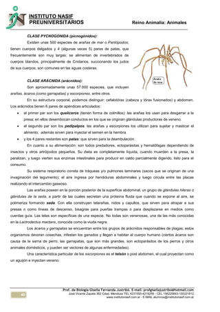 40
INSTITUTO NASIF
PREUNIVERSITARIOS Reino Animalia: Animales
Prof. de Biología Gisella Fernanda Justribó. E-mail: profgisellajustribo@hotmail.com
José Vicente Zapata 362 Cdad. Mendoza TEL 4231555-4219259 - CEL 156225843-155321812
www.institutonasif.com.ar - E-MAIL alumnos@institutonasif.com.ar
CLASE PYCNOGONIDA (picnogónidos):
Existen unas 500 especies de arañas de mar o Pantópodos;
tienen cuerpos delgados y 4 (algunas veces 5) pares de patas, que
frecuentemente son muy largas; se alimentan de invertebrados de
cuerpos blandos, principalmente de Cnidarios, succionando los judos
de sus cuerpos; son comunes en las aguas costeras.
CLASE ARÁCNIDA (arácnidos):
Son aproximadamente unas 57.000 especies, que incluyen
arañas, ácaros (como garrapatas) y escorpiones, entre otros.
En su estructura corporal, podemos distinguir: cefalotórax (cabeza y tórax fusionados) y abdomen.
Los arácnidos tienen 6 pares de apéndices articulados:
 el primer par son los quelíceros (tienen forma de colmillos): las arañas los usan para desgarrar a la
presa; en ellos desembocan conductos en los que se originan glándulas productoras de veneno.
 el segundo par son los pedipalpos: las arañas y escorpiones los utilizan para sujetar y masticar el
alimento; además sirven para inyectar el semen en la hembra.
 y los 4 pares restantes son patas: que sirven para la deambulación.
En cuanto a su alimentación: son todos predadores, ectoparásitas y hematófagas dependiendo de
insectos y otros artrópodos pequeños. Su dieta es completamente líquida, cuando muerden a la presa, la
paralizan, y luego vierten sus enzimas intestinales para producir en caldo parcialmente digerido, listo para el
consumo.
Su sistema respiratorio consta de tráqueas y/o pulmones laminares (sacos que se originan de una
invaginación del tegumento); el aire ingresa por hendiduras abdominales y luego circula entre las placas
realizando el intercambio gaseoso.
Las arañas poseen en la porción posterior de la superficie abdominal, un grupo de glándulas hileras o
glándulas de la seda, a partir de las cuales secretan una proteína fluida que cuando se expone al aire, se
polimeriza formando seda. Con ella construyen telarañas, nidos y capullos, que sirven para atrapar a sus
presas o como líneas de descenso, bisagras para puertas trampas o para desplazarse en medios como
cuerdas guía. Las telas son específicas de una especie. No todas son venenosas, una de las más conocidas
en la Lactrodectus mactans, conocida como la viuda negra.
Los ácaros y garrapatas se encuentran entre los grupos de arácnidos responsables de plagas; estos
organismos devoran cosechas, infestan los ganados y llegan a habitar al cuerpo humano (ciertos ácaros son
causa de la sarna de perro; las garrapatas, que son más grandes, son ectoparásitos de los perros y otros
animales domésticos, y pueden ser vectores de algunas enfermedades).
Una característica particular de los escorpiones es el telsón o post abdomen, el cual proyectan como
un aguijón e inyectan veneno.
 