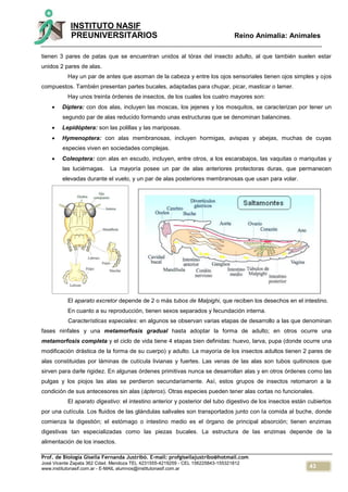 43
INSTITUTO NASIF
PREUNIVERSITARIOS Reino Animalia: Animales
Prof. de Biología Gisella Fernanda Justribó. E-mail: profgisellajustribo@hotmail.com
José Vicente Zapata 362 Cdad. Mendoza TEL 4231555-4219259 - CEL 156225843-155321812
www.institutonasif.com.ar - E-MAIL alumnos@institutonasif.com.ar
tienen 3 pares de patas que se encuentran unidos al tórax del insecto adulto, al que también suelen estar
unidos 2 pares de alas.
Hay un par de antes que asoman de la cabeza y entre los ojos sensoriales tienen ojos simples y ojos
compuestos. También presentan partes bucales, adaptadas para chupar, picar, masticar o lamer.
Hay unos treinta órdenes de insectos, de los cuales los cuatro mayores son:
 Díptera: con dos alas, incluyen las moscas, los jejenes y los mosquitos, se caracterizan por tener un
segundo par de alas reducido formando unas estructuras que se denominan balancines.
 Lepidóptera: son las polillas y las mariposas.
 Hymenoptera: con alas membranosas, incluyen hormigas, avispas y abejas, muchas de cuyas
especies viven en sociedades complejas.
 Coleoptera: con alas en escudo, incluyen, entre otros, a los escarabajos, las vaquitas o mariquitas y
las luciérnagas. La mayoría posee un par de alas anteriores protectoras duras, que permanecen
elevadas durante el vuelo, y un par de alas posteriores membranosas que usan para volar.
El aparato excretor depende de 2 o más tubos de Malpighi, que reciben los desechos en el intestino.
En cuanto a su reproducción, tienen sexos separados y fecundación interna.
Características especiales: en algunos se observan varias etapas de desarrollo a las que denominan
fases ninfales y una metamorfosis gradual hasta adoptar la forma de adulto; en otros ocurre una
metamorfosis completa y el ciclo de vida tiene 4 etapas bien definidas: huevo, larva, pupa (donde ocurre una
modificación drástica de la forma de su cuerpo) y adulto. La mayoría de los insectos adultos tienen 2 pares de
alas constituidas por láminas de cutícula livianas y fuertes. Las venas de las alas son tubos quitinosos que
sirven para darle rigidez. En algunas órdenes primitivas nunca se desarrollan alas y en otros órdenes como las
pulgas y los piojos las alas se perdieron secundariamente. Así, estos grupos de insectos retomaron a la
condición de sus antecesores sin alas (ápteros). Otras especies pueden tener alas cortas no funcionales.
El aparato digestivo: el intestino anterior y posterior del tubo digestivo de los insectos están cubiertos
por una cutícula. Los fluidos de las glándulas salivales son transportados junto con la comida al buche, donde
comienza la digestión; el estómago o intestino medio es el órgano de principal absorción; tienen enzimas
digestivas tan especializadas como las piezas bucales. La estructura de las enzimas depende de la
alimentación de los insectos.
 