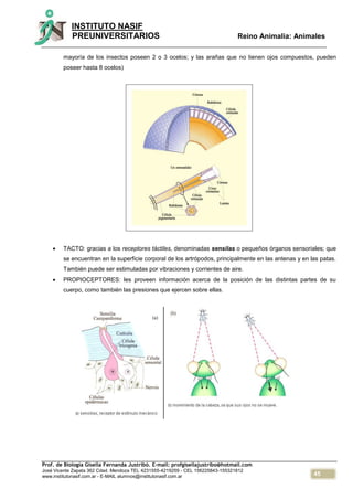 45
INSTITUTO NASIF
PREUNIVERSITARIOS Reino Animalia: Animales
Prof. de Biología Gisella Fernanda Justribó. E-mail: profgisellajustribo@hotmail.com
José Vicente Zapata 362 Cdad. Mendoza TEL 4231555-4219259 - CEL 156225843-155321812
www.institutonasif.com.ar - E-MAIL alumnos@institutonasif.com.ar
mayoría de los insectos poseen 2 o 3 ocelos; y las arañas que no tienen ojos compuestos, pueden
poseer hasta 8 ocelos)
 TACTO: gracias a los receptores táctiles, denominadas sensilas o pequeños órganos sensoriales; que
se encuentran en la superficie corporal de los artrópodos, principalmente en las antenas y en las patas.
También puede ser estimuladas por vibraciones y corrientes de aire.
 PROPIOCEPTORES: les proveen información acerca de la posición de las distintas partes de su
cuerpo, como también las presiones que ejercen sobre ellas.
 