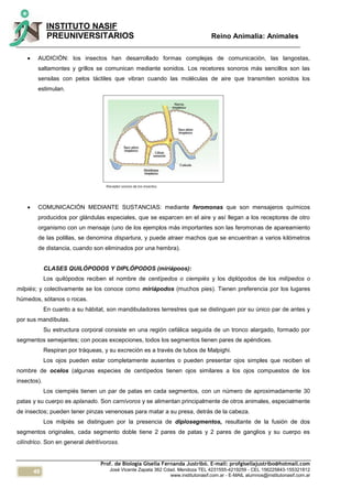 46
INSTITUTO NASIF
PREUNIVERSITARIOS Reino Animalia: Animales
Prof. de Biología Gisella Fernanda Justribó. E-mail: profgisellajustribo@hotmail.com
José Vicente Zapata 362 Cdad. Mendoza TEL 4231555-4219259 - CEL 156225843-155321812
www.institutonasif.com.ar - E-MAIL alumnos@institutonasif.com.ar
 AUDICIÓN: los insectos han desarrollado formas complejas de comunicación, las langostas,
saltamontes y grillos se comunican mediante sonidos. Los recetores sonoros más sencillos son las
sensilas con pelos táctiles que vibran cuando las moléculas de aire que transmiten sonidos los
estimulan.
 COMUNICACIÓN MEDIANTE SUSTANCIAS: mediante feromonas que son mensajeros químicos
producidos por glándulas especiales, que se esparcen en el aire y así llegan a los receptores de otro
organismo con un mensaje (uno de los ejemplos más importantes son las feromonas de apareamiento
de las polillas, se denomina dispartura, y puede atraer machos que se encuentran a varios kilómetros
de distancia, cuando son eliminados por una hembra).
CLASES QUILÓPODOS Y DIPLÓPODOS (miriápoos):
Los quilópodos reciben el nombre de centípedos o ciempiés y los diplópodos de los milípedos o
milpiés; y colectivamente se los conoce como miriápodos (muchos pies). Tienen preferencia por los lugares
húmedos, sótanos o rocas.
En cuanto a su hábitat, son mandibuladores terrestres que se distinguen por su único par de antes y
por sus mandíbulas.
Su estructura corporal consiste en una región cefálica seguida de un tronco alargado, formado por
segmentos semejantes; con pocas excepciones, todos los segmentos tienen pares de apéndices.
Respiran por tráqueas, y su excreción es a través de tubos de Malpighi.
Los ojos pueden estar completamente ausentes o pueden presentar ojos simples que reciben el
nombre de ocelos (algunas especies de centípedos tienen ojos similares a los ojos compuestos de los
insectos).
Los ciempiés tienen un par de patas en cada segmentos, con un número de aproximadamente 30
patas y su cuerpo es aplanado. Son carnívoros y se alimentan principalmente de otros animales, especialmente
de insectos; pueden tener pinzas venenosas para matar a su presa, detrás de la cabeza.
Los milpiés se distinguen por la presencia de diplosegmentos, resultante de la fusión de dos
segmentos originales, cada segmento doble tiene 2 pares de patas y 2 pares de ganglios y su cuerpo es
cilíndrico. Son en general detritívoross.
 