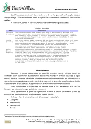 48
INSTITUTO NASIF
PREUNIVERSITARIOS Reino Animalia: Animales
Prof. de Biología Gisella Fernanda Justribó. E-mail: profgisellajustribo@hotmail.com
José Vicente Zapata 362 Cdad. Mendoza TEL 4231555-4219259 - CEL 156225843-155321812
www.institutonasif.com.ar - E-MAIL alumnos@institutonasif.com.ar
Los lofoforados son acuáticos, incluyen las lámparas de mar, los gusanos foroníferos y los brizoos o
animales musgos. Todos estos animales tienen un órgano colector de alimento característico, conocido como
lofóforo.
A continuación, se hará un breve resumen de estos tres filum en el siguiente cuadro:
Deuterostomados
Basándose en ciertas características del desarrollo temprano, muchos animales pueden ser
clasificados según experimenten diversas formas de desarrollo. Cuando un óvulo es fecundado, el cigoto
formado comienza a dividirse: las primeras divisiones celulares habitualmente siguen dos patrones (radial o
espiral). Con ambos tipos de segmentación, el embrión gradualmente se desarrolla hasta el estadio de blástula,
que es una esfera de células hueca. Luego aparece una abertura interior denominada blastocele.
En los protostomados la segmentación del huevo es espiral, la boca se desarrolla en o cerca del
blastoporo y el celoma se forma por partición del mesodermo.
En los deuterostomos el patrón de segmentación es radial, el ano de desarrolla en o cerca del
blastoporo y el celoma se forma por evaginaciones del intestino primitivo.
Incluye a 4 filum de animales totalmente diferentes, para recordarlos
4
:
 Quetognatos
 Hemicordados
 Equinodermos
 Cordados
4
La facultad de medicina considera como phylum sólo Equinodermos y Cordados.
 