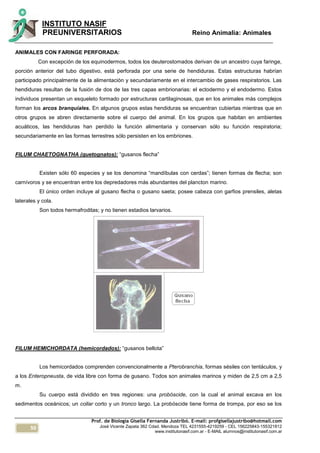 50
INSTITUTO NASIF
PREUNIVERSITARIOS Reino Animalia: Animales
Prof. de Biología Gisella Fernanda Justribó. E-mail: profgisellajustribo@hotmail.com
José Vicente Zapata 362 Cdad. Mendoza TEL 4231555-4219259 - CEL 156225843-155321812
www.institutonasif.com.ar - E-MAIL alumnos@institutonasif.com.ar
ANIMALES CON FARINGE PERFORADA:
Con excepción de los equinodermos, todos los deuterostomados derivan de un ancestro cuya faringe,
porción anterior del tubo digestivo, está perforada por una serie de hendiduras. Estas estructuras habrían
participado principalmente de la alimentación y secundariamente en el intercambio de gases respiratorios. Las
hendiduras resultan de la fusión de dos de las tres capas embrionarias: el ectodermo y el endodermo. Estos
individuos presentan un esqueleto formado por estructuras cartilaginosas, que en los animales más complejos
forman los arcos branquiales. En algunos grupos estas hendiduras se encuentran cubiertas mientras que en
otros grupos se abren directamente sobre el cuerpo del animal. En los grupos que habitan en ambientes
acuáticos, las hendiduras han perdido la función alimentaria y conservan sólo su función respiratoria;
secundariamente en las formas terrestres sólo persisten en los embriones.
FILUM CHAETOGNATHA (quetognatos): “gusanos flecha”
Existen sólo 60 especies y se los denomina “mandíbulas con cerdas”; tienen formas de flecha; son
carnívoros y se encuentran entre los depredadores más abundantes del plancton marino.
El único orden incluye al gusano flecha o gusano saeta; posee cabeza con garfios prensiles, aletas
laterales y cola.
Son todos hermafroditas; y no tienen estadios larvarios.
FILUM HEMICHORDATA (hemicordados): “gusanos bellota”
Los hemicordados comprenden convencionalmente a Pterobranchia, formas sésiles con tentáculos, y
a los Enteropneusta, de vida libre con forma de gusano. Todos son animales marinos y miden de 2,5 cm a 2,5
m.
Su cuerpo está dividido en tres regiones: una probóscide, con la cual el animal excava en los
sedimentos oceánicos; un collar corto y un tronco largo. La probóscide tiene forma de trompa, por eso se los
 