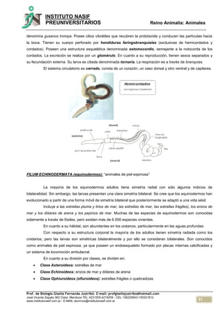 51
INSTITUTO NASIF
PREUNIVERSITARIOS Reino Animalia: Animales
Prof. de Biología Gisella Fernanda Justribó. E-mail: profgisellajustribo@hotmail.com
José Vicente Zapata 362 Cdad. Mendoza TEL 4231555-4219259 - CEL 156225843-155321812
www.institutonasif.com.ar - E-MAIL alumnos@institutonasif.com.ar
denomina gusanos trompa. Posee cilios vibrátiles que recubren la probóscide y conducen las partículas hacia
la boca. Tienen su cuerpo perforado por hendiduras faringobranquiales (exclusivas de hemicordados y
cordados). Poseen una estructura esquelética denominada estomocordio, semejante a la notocorda de los
cordados. La excreción se realiza por un glomérulo. En cuanto a su reproducción, tienen sexos separados y
su fecundación externa. Su larva es ciliada denominada tornaria. La respiración es a través de branquias.
El sistema circulatorio es cerrado, consta de un corazón, un vaso dorsal y otro ventral y de capilares.
FILUM ECHINODERMATA (equinodermos): “animales de piel espinosa”
La mayoría de los equinodermos adultos tiene simetría radial con sólo algunos indicios de
bilateralidad. Sin embargo, las larvas presentan una clara simetría bilateral. Se cree que los equinodermos han
evolucionado a partir de una forma móvil de simetría bilateral que posteriormente se adaptó a una vida sésil.
Incluye a las estrellas pluma y lirios de mar, las estrellas de mar, las estrellas frágiles), los erizos de
mar y los dólares de arena y los pepinos de mar. Muchas de las especies de equinodermos son conocidas
solamente a través de fósiles, pero existen más de 6.000 especies vivientes.
En cuanto a su hábitat, son abundantes en los océanos, particularmente en las aguas profundas.
Con respecto a su estructura corporal la mayoría de los adultos tienen simetría radiada como los
cnidarios; pero las larvas son simétricas bilateralmente y por ello se consideran bilaterales. Son conocidos
como animales de piel espinosa, ya que poseen un endoesqueleto formado por placas internas calcificadas y
un sistema de locomoción ambulacral.
En cuanto a su división por clases, se dividen en:
 Clase Asteroideos: estrellas de mar
 Clase Echinoideos: erizos de mar y dólares de arena
 Clase Ophiuroideos (ofiuroideos): estrellas frágiles o quebradizas
 