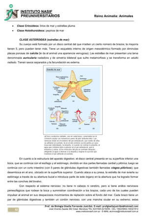 52
INSTITUTO NASIF
PREUNIVERSITARIOS Reino Animalia: Animales
Prof. de Biología Gisella Fernanda Justribó. E-mail: profgisellajustribo@hotmail.com
José Vicente Zapata 362 Cdad. Mendoza TEL 4231555-4219259 - CEL 156225843-155321812
www.institutonasif.com.ar - E-MAIL alumnos@institutonasif.com.ar
 Clase Crinoideos: lirios de mar y estrellas pluma
 Clase Holothuroideos: pepinos de mar
CLASE ASTEROIDEA (estrellas de mar):
Su cuerpo está formado por un disco central del que irradian un cierto número de brazos; la mayoría
tienen 5, pero pueden tener más. Tiene un esqueleto interno de origen mesodérmico formado por diminutas
placas porosas de calcita (le da al animal una apariencia verrugosa). Las estrellas de mar presentan una larva
denominada auricularia nadadora y de simetría bilateral que sufre metamorfosis y se transforma en adulto
radiado. Tienen sexos separados y la fecundación es externa.
En cuanto a la estructura del aparato digestivo: el disco central presenta en su superficie inferior una
boca, que se continúa con el esófago y el estómago, dividido en dos partes llamadas cardial y pilórica; luego se
continúa con un corto intestino (con 5 pares de glándulas digestivas también llamadas ciegos pilóricos); que
desemboca en el ano, ubicado en la superficie superior. Cuando ataca a su presa, la estrella de mar evierte su
estómago a través de su abertura bucal e introduce parte de este órgano en la abertura que ha logrado formar
entre las conchas del bivalvo.
Con respecto al sistema nervioso: no tiene ni cabeza ni cerebro, pero si tiene anillos nerviosos
periesofágicos que rodean la boca y suministran coordinación a los brazos, cada uno de los cuales pueden
impulsar al animal en sus despaciosos movimientos de reptación sobre el fondo del mar. Cada brazo tiene un
par de glándulas digestivas y también un cordón nervioso, con una mancha ocular en su extremo; estas
 