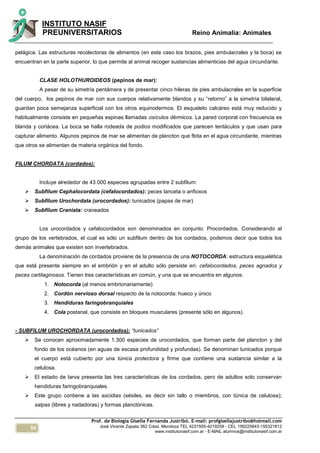 54
INSTITUTO NASIF
PREUNIVERSITARIOS Reino Animalia: Animales
Prof. de Biología Gisella Fernanda Justribó. E-mail: profgisellajustribo@hotmail.com
José Vicente Zapata 362 Cdad. Mendoza TEL 4231555-4219259 - CEL 156225843-155321812
www.institutonasif.com.ar - E-MAIL alumnos@institutonasif.com.ar
pelágica. Las estructuras recolectoras de alimentos (en este caso los brazos, pies ambulacrales y la boca) se
encuentran en la parte superior, lo que permite al animal recoger sustancias alimenticias del agua circundante.
CLASE HOLOTHUROIDEOS (pepinos de mar):
A pesar de su simetría pentámera y de presentar cinco hileras de pies ambulacrales en la superficie
del cuerpo, los pepinos de mar con sus cuerpos relativamente blandos y su “retorno” a la simetría bilateral,
guardan poca semejanza superficial con los otros equinodermos. El esqueleto calcáreo está muy reducido y
habitualmente consiste en pequeñas espinas llamadas osículos dérmicos. La pared corporal con frecuencia es
blanda y coriácea. La boca se halla rodeada de podios modificados que parecen tentáculos y que usan para
capturar alimento. Algunos pepinos de mar se alimentan de plancton que flota en el agua circundante, mientras
que otros se alimentan de materia orgánica del fondo.
FILUM CHORDATA (cordados):
Incluye alrededor de 43.000 especies agrupadas entre 2 subfilum:
 Subfilum Cephalocordata (cefalocordados): peces lanceta o anfioxos
 Subfilum Urochordata (urocordados): tunicados (papas de mar)
 Subfilum Craniata: craneados
Los urocordados y cefalocordados son denominados en conjunto: Procordados. Considerando al
grupo de los vertebrados, el cual es sólo un subfilum dentro de los cordados, podemos decir que todos los
demás animales que existen son invertebrados.
La denominación de cordados proviene de la presencia de una NOTOCORDA: estructura esquelética
que está presente siempre en el embrión y en el adulto sólo persiste en: cefalocordados, peces agnados y
peces cartilaginosos. Tienen tres características en común, y una que se encuentra en algunos:
1. Notocorda (al menos embrionariamente)
2. Cordón nervioso dorsal respecto de la notocorda: hueco y único
3. Hendiduras faringobranquiales
4. Cola postanal, que consiste en bloques musculares (presente sólo en algunos).
- SUBFILUM UROCHORDATA (urocordados): “tunicados”
 Se conocen aproximadamente 1.300 especies de urocordados, que forman parte del plancton y del
fondo de los océanos (en aguas de escasa profundidad y profundas). Se denominan tunicados porque
el cuerpo está cubierto por una túnica protectora y firme que contiene una sustancia similar a la
celulosa.
 El estado de larva presenta las tres características de los cordados, pero de adultos solo conservan
hendiduras faringobranquiales.
 Este grupo contiene a las ascidias (sésiles, es decir sin tallo o miembros, con túnica de celulosa);
salpas (libres y nadadoras) y formas planctónicas.
 