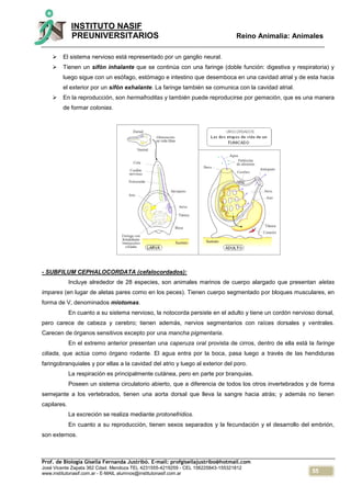 55
INSTITUTO NASIF
PREUNIVERSITARIOS Reino Animalia: Animales
Prof. de Biología Gisella Fernanda Justribó. E-mail: profgisellajustribo@hotmail.com
José Vicente Zapata 362 Cdad. Mendoza TEL 4231555-4219259 - CEL 156225843-155321812
www.institutonasif.com.ar - E-MAIL alumnos@institutonasif.com.ar
 El sistema nervioso está representado por un ganglio neural.
 Tienen un sifón inhalante que se continúa con una faringe (doble función: digestiva y respiratoria) y
luego sigue con un esófago, estómago e intestino que desemboca en una cavidad atrial y de esta hacia
el exterior por un sifón exhalante. La faringe también se comunica con la cavidad atrial.
 En la reproducción, son hermafroditas y también puede reproducirse por gemación, que es una manera
de formar colonias.
- SUBFILUM CEPHALOCORDATA (cefalocordados):
Incluye alrededor de 28 especies, son animales marinos de cuerpo alargado que presentan aletas
impares (en lugar de aletas pares como en los peces). Tienen cuerpo segmentado por bloques musculares, en
forma de V, denominados miotomas.
En cuanto a su sistema nervioso, la notocorda persiste en el adulto y tiene un cordón nervioso dorsal,
pero carece de cabeza y cerebro; tienen además, nervios segmentarios con raíces dorsales y ventrales.
Carecen de órganos sensitivos excepto por una mancha pigmentaria.
En el extremo anterior presentan una caperuza oral provista de cirros, dentro de ella está la faringe
ciliada, que actúa como órgano rodante. El agua entra por la boca, pasa luego a través de las hendiduras
faringobranquiales y por ellas a la cavidad del atrio y luego al exterior del poro.
La respiración es principalmente cutánea, pero en parte por branquias.
Poseen un sistema circulatorio abierto, que a diferencia de todos los otros invertebrados y de forma
semejante a los vertebrados, tienen una aorta dorsal que lleva la sangre hacia atrás; y además no tienen
capilares.
La excreción se realiza mediante protonefridios.
En cuanto a su reproducción, tienen sexos separados y la fecundación y el desarrollo del embrión,
son externos.
 