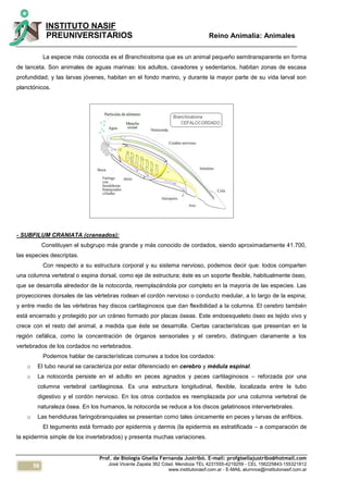 56
INSTITUTO NASIF
PREUNIVERSITARIOS Reino Animalia: Animales
Prof. de Biología Gisella Fernanda Justribó. E-mail: profgisellajustribo@hotmail.com
José Vicente Zapata 362 Cdad. Mendoza TEL 4231555-4219259 - CEL 156225843-155321812
www.institutonasif.com.ar - E-MAIL alumnos@institutonasif.com.ar
La especie más conocida es el Branchiostoma que es un animal pequeño semitransparente en forma
de lanceta. Son animales de aguas marinas: los adultos, cavadores y sedentarios, habitan zonas de escasa
profundidad; y las larvas jóvenes, habitan en el fondo marino, y durante la mayor parte de su vida larval son
planctónicos.
- SUBFILUM CRANIATA (craneados):
Constituyen el subgrupo más grande y más conocido de cordados, siendo aproximadamente 41.700,
las especies descriptas.
Con respecto a su estructura corporal y su sistema nervioso, podemos decir que: todos comparten
una columna vertebral o espina dorsal, como eje de estructura; éste es un soporte flexible, habitualmente óseo,
que se desarrolla alrededor de la notocorda, reemplazándola por completo en la mayoría de las especies. Las
proyecciones dorsales de las vértebras rodean el cordón nervioso o conducto medular, a lo largo de la espina;
y entre medio de las vértebras hay discos cartilaginosos que dan flexibilidad a la columna. El cerebro también
está encerrado y protegido por un cráneo formado por placas óseas. Este endoesqueleto óseo es tejido vivo y
crece con el resto del animal, a medida que éste se desarrolla. Ciertas características que presentan en la
región cefálica, como la concentración de órganos sensoriales y el cerebro, distinguen claramente a los
vertebrados de los cordados no vertebrados.
Podemos hablar de características comunes a todos los cordados:
o El tubo neural se caracteriza por estar diferenciado en cerebro y médula espinal.
o La notocorda persiste en el adulto en peces agnados y peces cartilaginosos – reforzada por una
columna vertebral cartilaginosa. Es una estructura longitudinal, flexible, localizada entre le tubo
digestivo y el cordón nervioso. En los otros cordados es reemplazada por una columna vertebral de
naturaleza ósea. En los humanos, la notocorda se reduce a los discos gelatinosos intervertebrales.
o Las hendiduras faringobranquiales se presentan como tales únicamente en peces y larvas de anfibios.
El tegumento está formado por epidermis y dermis (la epidermis es estratificada – a comparación de
la epidermis simple de los invertebrados) y presenta muchas variaciones.
 