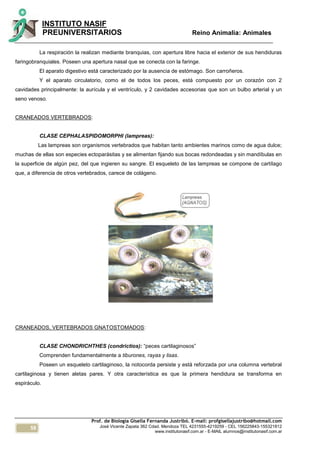 58
INSTITUTO NASIF
PREUNIVERSITARIOS Reino Animalia: Animales
Prof. de Biología Gisella Fernanda Justribó. E-mail: profgisellajustribo@hotmail.com
José Vicente Zapata 362 Cdad. Mendoza TEL 4231555-4219259 - CEL 156225843-155321812
www.institutonasif.com.ar - E-MAIL alumnos@institutonasif.com.ar
La respiración la realizan mediante branquias, con apertura libre hacia el exterior de sus hendiduras
faringobranquiales. Poseen una apertura nasal que se conecta con la faringe.
El aparato digestivo está caracterizado por la ausencia de estómago. Son carroñeros.
Y el aparato circulatorio, como el de todos los peces, está compuesto por un corazón con 2
cavidades principalmente: la aurícula y el ventrículo, y 2 cavidades accesorias que son un bulbo arterial y un
seno venoso.
CRANEADOS VERTEBRADOS:
CLASE CEPHALASPIDOMORPHI (lampreas):
Las lampreas son organismos vertebrados que habitan tanto ambientes marinos como de agua dulce;
muchas de ellas son especies ectoparásitas y se alimentan fijando sus bocas redondeadas y sin mandíbulas en
la superficie de algún pez, del que ingieren su sangre. El esqueleto de las lampreas se compone de cartílago
que, a diferencia de otros vertebrados, carece de colágeno.
CRANEADOS, VERTEBRADOS GNATOSTOMADOS:
CLASE CHONDRICHTHES (condrictios): “peces cartilaginosos”
Comprenden fundamentalmente a tiburones, rayas y lisas.
Poseen un esqueleto cartilaginoso, la notocorda persiste y está reforzada por una columna vertebral
cartilaginosa y tienen aletas pares. Y otra característica es que la primera hendidura se transforma en
espiráculo.
 