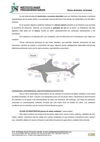 59
INSTITUTO NASIF
PREUNIVERSITARIOS Reino Animalia: Animales
Prof. de Biología Gisella Fernanda Justribó. E-mail: profgisellajustribo@hotmail.com
José Vicente Zapata 362 Cdad. Mendoza TEL 4231555-4219259 - CEL 156225843-155321812
www.institutonasif.com.ar - E-MAIL alumnos@institutonasif.com.ar
La piel está provista de dentículos o escamas placoides (que son distintos a las placas o escamas
superpuestos de los peces óseos) y se asemejan estructuralmente a los dientes de vertebrados (con esmalte y
dentina).
En el aparato digestivo podemos distinguir la válvula espiral (ubicada en el intestino) que aumenta
la superficie de absorción. Además, se encuentra la glándula de sal (en el recto). La finalización del tubo
digestivo está dada por la cloaca, donde se abren separadamente los conductos reproductores y los
excretores.
Con respecto a la reproducción, son ovulíparos, pero los tiburones son ovovivíparos y las rayas son
ovíparas.
Tienen estructuras sensitivas en las líneas laterales, que permiten detectar vibraciones de baja
frecuencia, cambios de presión y movimiento del agua. Algunos peces cartilaginosos desarrollan estructuras
defensivas-ofensivas como son la raya venenosa, raya eléctrica y pez sierra.
CRANEADOS, VERTEBRADOS, GNATOSTOMADOS OSTEÍCTIOS
Hoy en día la sistemática incluye dentro de los osteíctios a los peces de aletas radiadas y a los peces
de aletas lobuladas, es decir, incluyen a los tetrápodos junto con los peces óseos. Claramente la denominación
de osteíctios no se ajusta a las características de todos sus miembros. Sin embargo, casi todos los osteíctios,
presentan un endoesqueleto osificado, formado por una matriz dura de fosfato de calcio. Los osteíctios
acuáticos son los animales que de manera informal llamamos peces.
CLASE ACTINOPTERYGII (peces de aletas radiadas): “peces óseos”
Esta clase contiene a la mayoría de los peces, tales como: perca, trucha, pejerrey, caballitos de mar,
róbalo, salmón, esturiones (de los cuales sus ovarios constituyen lo que nosotros conocemos como “caviar”)
que presentan aletas con rayos e incluyen a casi todos los peces de agua dulce y salada más comunes
 