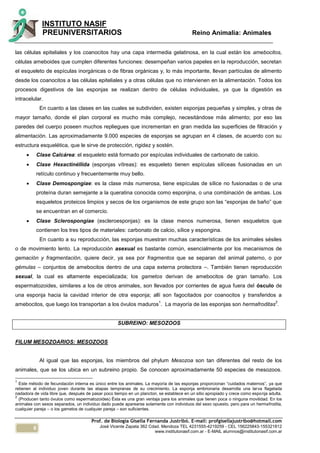 6
INSTITUTO NASIF
PREUNIVERSITARIOS Reino Animalia: Animales
Prof. de Biología Gisella Fernanda Justribó. E-mail: profgisellajustribo@hotmail.com
José Vicente Zapata 362 Cdad. Mendoza TEL 4231555-4219259 - CEL 156225843-155321812
www.institutonasif.com.ar - E-MAIL alumnos@institutonasif.com.ar
las células epiteliales y los coanocitos hay una capa intermedia gelatinosa, en la cual están los amebocitos,
células ameboides que cumplen diferentes funciones: desempeñan varios papeles en la reproducción, secretan
el esqueleto de espículas inorgánicas o de fibras orgánicas y, lo más importante, llevan partículas de alimento
desde los coanocitos a las células epiteliales y a otras células que no intervienen en la alimentación. Todos los
procesos digestivos de las esponjas se realizan dentro de células individuales, ya que la digestión es
intracelular.
En cuanto a las clases en las cuales se subdividen, existen esponjas pequeñas y simples, y otras de
mayor tamaño, donde el plan corporal es mucho más complejo, necesitándose más alimento; por eso las
paredes del cuerpo poseen muchos repliegues que incrementan en gran medida las superficies de filtración y
alimentación. Las aproximadamente 9.000 especies de esponjas se agrupan en 4 clases, de acuerdo con su
estructura esquelética, que le sirve de protección, rigidez y sostén.
 Clase Calcárea: el esqueleto está formado por espículas individuales de carbonato de calcio.
 Clase Hexactinéllida (esponjas vítreas): es esqueleto tienen espículas silíceas fusionadas en un
retículo continuo y frecuentemente muy bello.
 Clase Demospongiae: es la clase más numerosa, tiene espículas de sílice no fusionadas o de una
proteína duran semejante a la queratina conocida como esponjina, o una combinación de ambas. Los
esqueletos proteicos limpios y secos de los organismos de este grupo son las “esponjas de baño” que
se encuentran en el comercio.
 Clase Sclerospongiae (escleroesponjas): es la clase menos numerosa, tienen esqueletos que
contienen los tres tipos de materiales: carbonato de calcio, sílice y espongina.
En cuanto a su reproducción, las esponjas muestran muchas características de los animales sésiles
o de movimiento lento. La reproducción asexual es bastante común, esencialmente por los mecanismos de
gemación y fragmentación, quiere decir, ya sea por fragmentos que se separan del animal paterno, o por
gémulas – conjuntos de amebocitos dentro de una capa externa protectora –. También tienen reproducción
sexual, la cual es altamente especializada; los gametos derivan de amebocitos de gran tamaño. Los
espermatozoides, similares a los de otros animales, son llevados por corrientes de agua fuera del ósculo de
una esponja hacia la cavidad interior de otra esponja; allí son fagocitados por coanocitos y transferidos a
amebocitos, que luego los transportan a los óvulos maduros
1
. La mayoría de las esponjas son hermafroditas
2
.
SUBREINO: MESOZOOS
FILUM MESOZOARIOS: MESOZOOS
Al igual que las esponjas, los miembros del phylum Mesozoa son tan diferentes del resto de los
animales, que se los ubica en un subreino propio. Se conocen aproximadamente 50 especies de mesozoos.
1
Este método de fecundación interna es único entre los animales. La mayoría de las esponjas proporcionan “cuidados maternos”, ya que
retienen al individuo joven durante las etapas tempranas de su crecimiento. La esponja embrionaria desarrolla una larva flagelada
nadadora de vida libre que, después de pasar poco tiempo en un plancton, se establece en un sitio apropiado y crece como esponja adulta.
2
(Producen tanto óvulos como espermatozoides) Ésta es una gran ventaja para los animales que tienen poca o ninguna movilidad. En los
animales con sexos separados, un individuo dado puede aparearse solamente con individuos del sexo opuesto, pero para un hermafrodita,
cualquier pareja – o los gametos de cualquier pareja – son suficientes.
 