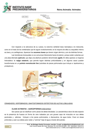 60
INSTITUTO NASIF
PREUNIVERSITARIOS Reino Animalia: Animales
Prof. de Biología Gisella Fernanda Justribó. E-mail: profgisellajustribo@hotmail.com
José Vicente Zapata 362 Cdad. Mendoza TEL 4231555-4219259 - CEL 156225843-155321812
www.institutonasif.com.ar - E-MAIL alumnos@institutonasif.com.ar
Con respecto a la estructura de su cuerpo, la columna vertebral ósea reemplaza a la notocorda,
como en el resto de los vertebrados que le siguen evolutivamente; en la mayoría de ellos su esqueleto interno
es óseo y no cartilaginoso. Aparecen las escamas óseas que tienen origen dérmico y son de distintas formas.
Las hendiduras branquiales no se comunican libremente hacia el exterior, porque están cubiertas por
una placa llamada opérculo, que deja una abertura posterior denominada agalla. En ellos aparece un órganos
hidrostático: la vejiga natatoria, que permite lograr distintas profundidades y en algunos casos pueden
transformarse en un pulmón monolocular liso (subclase de peces pulmonados que incluye a: lepidosirena y
protepterus).
.
CRANEADOS, VERTEBRADOS, GNATOSTOMADOS OSTEÍCTIOS DE ALETAS LOBULADAS
CLASE ACTINISTIA – SARCOPTERIGII (celacantos):
Son peces que se clasifican como peces de aletas lobuladas. La característica clave de esta especie
es la presencia de huesos en forma de vara rodeados por una gruesa capa de músculos en sus aletas
pectorales y pélvicas. Incluyen a los peces pulmonados, o dipneustros, de agua dulce. Viven en áreas
profundas y usan sus aletas para nadar y “caminar” bajo el agua a través del sustrato.
 