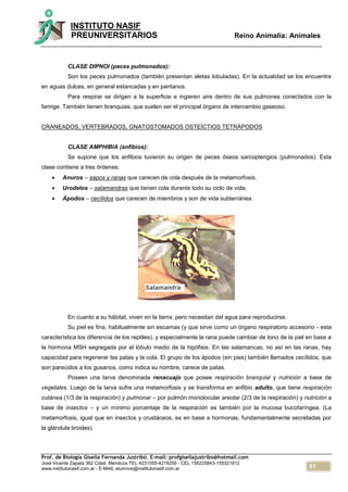 61
INSTITUTO NASIF
PREUNIVERSITARIOS Reino Animalia: Animales
Prof. de Biología Gisella Fernanda Justribó. E-mail: profgisellajustribo@hotmail.com
José Vicente Zapata 362 Cdad. Mendoza TEL 4231555-4219259 - CEL 156225843-155321812
www.institutonasif.com.ar - E-MAIL alumnos@institutonasif.com.ar
CLASE DIPNOI (peces pulmonados):
Son los peces pulmonados (también presentan aletas lobuladas). En la actualidad se los encuentra
en aguas dulces, en general estancadas y en pantanos.
Para respirar se dirigen a la superficie e ingieren aire dentro de sus pulmones conectados con la
faringe. También tienen branquias, que suelen ser el principal órgano de intercambio gaseoso.
CRANEADOS, VERTEBRADOS, GNATOSTOMADOS OSTEÍCTIOS TETRÁPODOS
CLASE AMPHIBIA (anfibios):
Se supone que los anfibios tuvieron su origen de peces óseos sarcopterigios (pulmonados). Esta
clase contiene a tres órdenes:
 Anuros – sapos y ranas que carecen de cola después de la metamorfosis;
 Urodelos – salamandras que tienen cola durante todo su ciclo de vida;
 Ápodos – cecílidos que carecen de miembros y son de vida subterránea.
En cuanto a su hábitat, viven en la tierra, pero necesitan del agua para reproducirse.
Su piel es fina, habitualmente sin escamas (y que sirve como un órgano respiratorio accesorio - esta
característica los diferencia de los reptiles), y especialmente la rana puede cambiar de tono de la piel en base a
la hormona MSH segregada por el lóbulo medio de la hipófisis. En las salamancas, no así en las ranas, hay
capacidad para regenerar las patas y la cola. El grupo de los ápodos (sin pies) también llamados cecílidos, que
son parecidos a los gusanos, como indica su nombre, carece de patas.
Poseen una larva denominada renacuajo que posee respiración branquial y nutrición a base de
vegetales. Luego de la larva sufre una metamorfosis y se transforma en anfibio adulto, que tiene respiración
cutánea (1/3 de la respiración) y pulmonar – por pulmón monolocular areolar (2/3 de la respiración) y nutrición a
base de insectos – y un mínimo porcentaje de la respiración es también por la mucosa bucofaríngea. (La
metamorfosis, igual que en insectos y crustáceos, es en base a hormonas, fundamentalmente secretadas por
la glándula tiroides).
 
