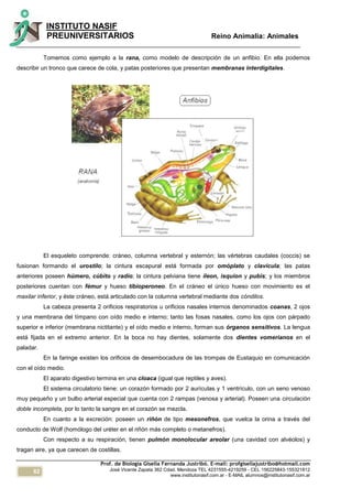 62
INSTITUTO NASIF
PREUNIVERSITARIOS Reino Animalia: Animales
Prof. de Biología Gisella Fernanda Justribó. E-mail: profgisellajustribo@hotmail.com
José Vicente Zapata 362 Cdad. Mendoza TEL 4231555-4219259 - CEL 156225843-155321812
www.institutonasif.com.ar - E-MAIL alumnos@institutonasif.com.ar
Tomemos como ejemplo a la rana, como modelo de descripción de un anfibio. En ella podemos
describir un tronco que carece de cola, y patas posteriores que presentan membranas interdigitales.
El esqueleto comprende: cráneo, columna vertebral y esternón; las vértebras caudales (coccis) se
fusionan formando el urostilo; la cintura escapural está formada por omóplato y clavícula; las patas
anteriores poseen húmero, cúbito y radio; la cintura pelviana tiene íleon, isquion y pubis; y los miembros
posteriores cuentan con fémur y hueso tibioperoneo. En el cráneo el único hueso con movimiento es el
maxilar inferior, y éste cráneo, está articulado con la columna vertebral mediante dos cóndilos.
La cabeza presenta 2 orificios respiratorios u orificios nasales internos denominados coanas, 2 ojos
y una membrana del tímpano con oído medio e interno; tanto las fosas nasales, como los ojos con párpado
superior e inferior (membrana nictitante) y el oído medio e interno, forman sus órganos sensitivos. La lengua
está fijada en el extremo anterior. En la boca no hay dientes, solamente dos dientes vomerianos en el
paladar.
En la faringe existen los orificios de desembocadura de las trompas de Eustaquio en comunicación
con el oído medio.
El aparato digestivo termina en una cloaca (igual que reptiles y aves).
El sistema circulatorio tiene: un corazón formado por 2 aurículas y 1 ventrículo, con un seno venoso
muy pequeño y un bulbo arterial especial que cuenta con 2 rampas (venosa y arterial). Poseen una circulación
doble incompleta, por lo tanto la sangre en el corazón se mezcla.
En cuanto a la excreción: poseen un riñón de tipo mesonefros, que vuelca la orina a través del
conducto de Wolf (homólogo del uréter en el riñón más completo o metanefros).
Con respecto a su respiración, tienen pulmón monolocular areolar (una cavidad con alvéolos) y
tragan aire, ya que carecen de costillas.
 