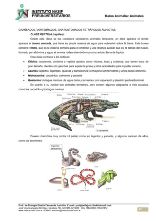63
INSTITUTO NASIF
PREUNIVERSITARIOS Reino Animalia: Animales
Prof. de Biología Gisella Fernanda Justribó. E-mail: profgisellajustribo@hotmail.com
José Vicente Zapata 362 Cdad. Mendoza TEL 4231555-4219259 - CEL 156225843-155321812
www.institutonasif.com.ar - E-MAIL alumnos@institutonasif.com.ar
CRANEADOS, VERTEBRADOS, GNATOSTOMADOS TETRÁPODOS AMNIOTAS:
CLASE REPTILIA (reptiles):
Desde esta clase se los considera verdaderos animales terrestres, en ellos aparece el donde
aparece el huevo amniota, que tiene su propia reserva de agua para sobrevivir sobre la tierra. Este huevo
contiene vitelio, que es la reserva primaria para el embrión y una reserva auxiliar que es el blanco del huevo,
formado por albúmina y agua; el amnios rodea el embrión con una cavidad llena de líquido.
Esta clase contiene a los órdenes:
 Ofidios: serpientes, contiene a reptiles ápodos como víboras, boas y culebras; que tienen boca de
gran tamaño, dientes con ganchos para sujetar la presa y otros acanalados para inyectar veneno;
 Saurios: lagartos, lagartijas, iguanas y camaleones; la mayoría son terrestres y unos pocos arbóreos.
 Hidrosaurios: cocodrilos, caimanes y yacarés
 Quelonios: tortugas marinas, de agua dulce y terrestres, con caparazón y plastrón pectoadbominal.
En cuanto a su hábitat son animales terrestres, pero existen algunos adaptados a vida acuática,
como los cocodrilos y tortugas marinas.
Poseen miembros muy cortos (4 patas) como en lagartos y yacarés, y algunos carecen de ellos,
como las serpientes.
 