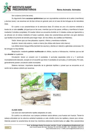 64
INSTITUTO NASIF
PREUNIVERSITARIOS Reino Animalia: Animales
Prof. de Biología Gisella Fernanda Justribó. E-mail: profgisellajustribo@hotmail.com
José Vicente Zapata 362 Cdad. Mendoza TEL 4231555-4219259 - CEL 156225843-155321812
www.institutonasif.com.ar - E-MAIL alumnos@institutonasif.com.ar
Son ovíparos (como las aves).
Su tegumento tiene escamas epidérmicas que son equivalentes evolutivos de lo pelos (mamíferos)
y plumas (aves). Las escamas son de tipo córneo en general, pero en el caso de las tortugas es de naturaleza
ósea.
En cuanto a sus características en la estructura ósea: El cráneo se une a la columna vertebral a
través de un solo cóndilo, (al igual que en las aves, mientras que en los peces, anfibios y mamíferos lo hacen
mediante 2 cóndilos occipitales). El maxilar inferior se encuentra dividido en 2 mitades unidas por ligamentos y
se articula con el cráneo mediante el hueso cuadrado, éstas dos características permiten una gran abertura
que facilitan el aumento de tamaño para tragar mejor. (En los ofidios, las costillas son flotantes).
Visión: tienen ojos con tres párpados: superior, inferior y membrana nictitante.
Audición: tienen oído externo, medio e interno (los ofidios sólo tienen oído interno).
Los ofidios tienen lengua bífida (también los saurios) y dientes en relación a glándulas venenosas. En
las tortugas no hay dientes.
Respiración: mediante pulmón multilocular en ofidios, saurios e hidrosaurios, mientras que es del
tipo alveolar en quelonios.
Circulación: tienen un corazón con 3 cavidades: 2 aurículas separadas entre sí y 1 ventrículo
incompletamente tabicado, excepto en el cocodrilo que tiene 4 cavidades (2 aurículas y 2 ventrículos). Por esto,
generalmente poseen circulación doble incompleta.
Sistema nervioso: importante desarrollo de la glándula hipófisis o pineal que se encuentra en el
centro de la cabeza cubierto por escamas.
CLASE AVES:
Las aves son esencialmente reptiles adaptados al vuelo.
En cuanto a su estructura: sus cuerpos contienen sacos aéreos y sus huesos son huecos. Tienen la
cabeza articulada con la columna vertebral mediante un solo cóndilo (como los reptiles) y tienen pico córneo.
Además poseen la característica de tener los miembros anteriores transformados en alas. Otra característica
 