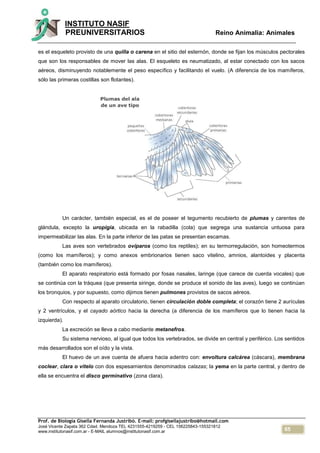 65
INSTITUTO NASIF
PREUNIVERSITARIOS Reino Animalia: Animales
Prof. de Biología Gisella Fernanda Justribó. E-mail: profgisellajustribo@hotmail.com
José Vicente Zapata 362 Cdad. Mendoza TEL 4231555-4219259 - CEL 156225843-155321812
www.institutonasif.com.ar - E-MAIL alumnos@institutonasif.com.ar
es el esqueleto provisto de una quilla o carena en el sitio del esternón, donde se fijan los músculos pectorales
que son los responsables de mover las alas. El esqueleto es neumatizado, al estar conectado con los sacos
aéreos, disminuyendo notablemente el peso específico y facilitando el vuelo. (A diferencia de los mamíferos,
sólo las primeras costillas son flotantes).
Un carácter, también especial, es el de poseer el tegumento recubierto de plumas y carentes de
glándula, excepto la uropigia, ubicada en la rabadilla (cola) que segrega una sustancia untuosa para
impermeabilizar las alas. En la parte inferior de las patas se presentan escamas.
Las aves son vertebrados ovíparos (como los reptiles); en su termorregulación, son homeotermos
(como los mamíferos); y como anexos embrionarios tienen saco vitelino, amnios, alantoides y placenta
(también como los mamíferos).
El aparato respiratorio está formado por fosas nasales, laringe (que carece de cuerda vocales) que
se continúa con la tráquea (que presenta siringe, donde se produce el sonido de las aves), luego se continúan
los bronquios, y por supuesto, como dijimos tienen pulmones provistos de sacos aéreos.
Con respecto al aparato circulatorio, tienen circulación doble completa; el corazón tiene 2 aurículas
y 2 ventrículos, y el cayado aórtico hacia la derecha (a diferencia de los mamíferos que lo tienen hacia la
izquierda).
La excreción se lleva a cabo mediante metanefros.
Su sistema nervioso, al igual que todos los vertebrados, se divide en central y periférico. Los sentidos
más desarrollados son el oído y la vista.
El huevo de un ave cuenta de afuera hacia adentro con: envoltura calcárea (cáscara), membrana
coclear, clara o vitelo con dos espesamientos denominados calazas; la yema en la parte central, y dentro de
ella se encuentra el disco germinativo (zona clara).
 