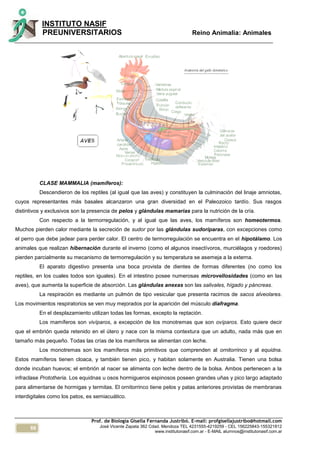 66
INSTITUTO NASIF
PREUNIVERSITARIOS Reino Animalia: Animales
Prof. de Biología Gisella Fernanda Justribó. E-mail: profgisellajustribo@hotmail.com
José Vicente Zapata 362 Cdad. Mendoza TEL 4231555-4219259 - CEL 156225843-155321812
www.institutonasif.com.ar - E-MAIL alumnos@institutonasif.com.ar
CLASE MAMMALIA (mamíferos):
Descendieron de los reptiles (al igual que las aves) y constituyen la culminación del linaje amniotas,
cuyos representantes más basales alcanzaron una gran diversidad en el Paleozoico tardío. Sus rasgos
distintivos y exclusivos son la presencia de pelos y glándulas mamarias para la nutrición de la cría.
Con respecto a la termorregulación, y al igual que las aves, los mamíferos son homeotermos.
Muchos pierden calor mediante la secreción de sudor por las glándulas sudoríparas, con excepciones como
el perro que debe jadear para perder calor. El centro de termorregulación se encuentra en el hipotálamo. Los
animales que realizan hibernación durante el inverno (como el algunos insectívoros, murciélagos y roedores)
pierden parcialmente su mecanismo de termorregulación y su temperatura se asemeja a la externa.
El aparato digestivo presenta una boca provista de dientes de formas diferentes (no como los
reptiles, en los cuales todos son iguales). En el intestino posee numerosas microvellosidades (como en las
aves), que aumenta la superficie de absorción. Las glándulas anexas son las salivales, hígado y páncreas.
La respiración es mediante un pulmón de tipo vesicular que presenta racimos de sacos alveolares.
Los movimientos respiratorios se ven muy mejorados por la aparición del músculo diafragma.
En el desplazamiento utilizan todas las formas, excepto la reptación.
Los mamíferos son vivíparos, a excepción de los monotremas que son ovíparos. Esto quiere decir
que el embrión queda retenido en el útero y nace con la misma contextura que un adulto, nada más que en
tamaño más pequeño. Todas las crías de los mamíferos se alimentan con leche.
Los monotremas son los mamíferos más primitivos que comprenden al ornitorrinco y al equidna.
Estos mamíferos tienen cloaca, y también tienen pico, y habitan solamente en Australia. Tienen una bolsa
donde incuban huevos; el embrión al nacer se alimenta con leche dentro de la bolsa. Ambos pertenecen a la
infraclase Prototheria. Los equidnas u osos hormigueros espinosos poseen grandes uñas y pico largo adaptado
para alimentarse de hormigas y termitas. El ornitorrinco tiene pelos y patas anteriores provistas de membranas
interdigitales como los patos, es semiacuático.
 
