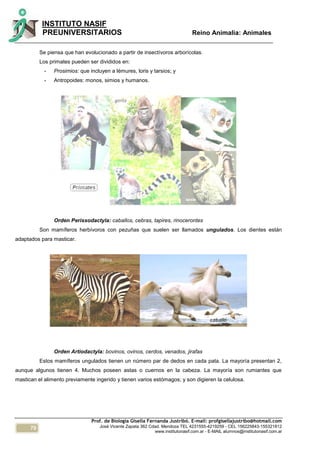 70
INSTITUTO NASIF
PREUNIVERSITARIOS Reino Animalia: Animales
Prof. de Biología Gisella Fernanda Justribó. E-mail: profgisellajustribo@hotmail.com
José Vicente Zapata 362 Cdad. Mendoza TEL 4231555-4219259 - CEL 156225843-155321812
www.institutonasif.com.ar - E-MAIL alumnos@institutonasif.com.ar
Se piensa que han evolucionado a partir de insectívoros arborícolas.
Los primates pueden ser divididos en:
- Prosimios: que incluyen a lémures, loris y tarsios; y
- Antropoides: monos, simios y humanos.
Orden Perissodactyla: caballos, cebras, tapires, rinocerontes
Son mamíferos herbívoros con pezuñas que suelen ser llamados ungulados. Los dientes están
adaptados para masticar.
Orden Artiodactyla: bovinos, ovinos, cerdos, venados, jirafas
Estos mamíferos ungulados tienen un número par de dedos en cada pata. La mayoría presentan 2,
aunque algunos tienen 4. Muchos poseen astas o cuernos en la cabeza. La mayoría son rumiantes que
mastican el alimento previamente ingerido y tienen varios estómagos; y son digieren la celulosa.
 