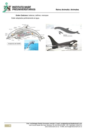72
INSTITUTO NASIF
PREUNIVERSITARIOS Reino Animalia: Animales
Prof. de Biología Gisella Fernanda Justribó. E-mail: profgisellajustribo@hotmail.com
José Vicente Zapata 362 Cdad. Mendoza TEL 4231555-4219259 - CEL 156225843-155321812
www.institutonasif.com.ar - E-MAIL alumnos@institutonasif.com.ar
Orden Cetáceos: ballenas, delfines, marsopas
Están adaptados perfectamente al agua.
 