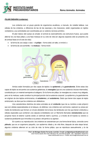 8
INSTITUTO NASIF
PREUNIVERSITARIOS Reino Animalia: Animales
Prof. de Biología Gisella Fernanda Justribó. E-mail: profgisellajustribo@hotmail.com
José Vicente Zapata 362 Cdad. Mendoza TEL 4231555-4219259 - CEL 156225843-155321812
www.institutonasif.com.ar - E-MAIL alumnos@institutonasif.com.ar
FILUM CNIDARIA (cnidarios):
Los cnidarios son un grupo grande de organismos acuáticos, a menudo, de notable belleza. Las
células de los cnidarios, a diferencia de las de las esponjas y los mesozoos, están organizadas en tejidos
verdaderos y sus actividades son coordinadas por un sistema nervioso primitivo.
El plan básico del cuerpo es simple: el animal es esencialmente una estructura hueca, que puede
alternar de una fase pólipo y una fase medusa en su ciclo de vida (en algunas especies sólo se presenta una
de ambas fases en el ciclo de vida):
 la forma de una vasija o vaso – el pólipo – forma sésil, sin tallo, e inmóvil; o
 la forma de una sombrilla – la medusa – forma móvil.
Ambos están formados por dos capas de tejidos: la epidermis y la gastrodermis. Entre estas dos
capas de tejido se encuentra una sustancia gelatinosa, la mesoglea (que es una sustancia viscosa intermedia),
constituida por un material semejante al colágeno. En la forma de pólipo, la mesoglea es a veces muy delgada,
pero en la medusa, suele constituir la principal porción de la sustancia corporal. La epidermis y la gastrodermis
se originan de dos tejidos embrionarios, el ectodermo y el endodermo. Dado que tienen dos capas de tejido
embrionario, se dice que los cnidarios son diblásticos.
Una característica distintiva de estos animales es el cnidocito (que da su nombre a este phylum)
que son células especializadas en el ataque y la defensa. Los cnidarios son carnívoros; capturan su presa por
medio de tentáculos que forman un círculo alrededor de la boca; los tentáculos son los que tienen cnidocitos y
células especiales que contienen una cápsula (cnidoblasto) con un filamento llamadas nematocistos que se
proyecta hacia el exterior cuando existe un estímulo táctil o químico, y a través de él inyecta su veneno o
sustancia paralizante que inmoviliza a su presa o ahuyenta a su agresor.
En cuanto a su reproducción, los cnidarios se caracterizan por una forma larval típica, conocida como
plánula, que es un organismo pequeño, con epidermis ciliada y de vida libre; después de esta etapa larval,
algunos cnidarios alternan en su ciclo de vida: la forma pólipo, que se reproduce asexualmente, y la de
 