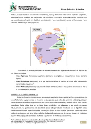9
INSTITUTO NASIF
PREUNIVERSITARIOS Reino Animalia: Animales
Prof. de Biología Gisella Fernanda Justribó. E-mail: profgisellajustribo@hotmail.com
José Vicente Zapata 362 Cdad. Mendoza TEL 4231555-4219259 - CEL 156225843-155321812
www.institutonasif.com.ar - E-MAIL alumnos@institutonasif.com.ar
medusa, que se reproduce sexualmente. Sin embrago, no hay alternancia entre formas haploides y diploides,
las únicas formas haploides son los gametos, de esta forma los cnidarios en su ciclo de vida combinan una
reproducción asexual rápida (en el pólipo), una dispersión y una recombinación génica (en la medusa) y una
selección del hábitat (en la larva plánula).
En cuanto a su división por clases: las aproximaciones 9.000 especies de cnidarios, se agrupan en
tres clases principales:
 Clase Hydrazoa (hidrozoos), cuya forma dominante es el pólipo, e incluye formas típicas como la
Hydra;
 Clase Scyphozoa (escifozoos), en la que predomina la fase de medusa, e incluye a las comúnmente
denominadas “aguavivas”;
 Clase Anthozoa (antozoos), que presenta sólo la forma de pólipo, e incluye a las anémonas de mar y
a los corales de los arrecifes.
HIDROZOOS: PÓLIPOS COLONIALES
Entre los Cnidarios hidrozoos más ampliamente estudiados de encuentra la Hydra un organismo de
pequeño tamaño, cuya presencia es frecuente en cuerpos de agua dulce. La epidermis está compuesta por
células epiteliomusculares que desempeñan una función de cubierta protectora y también actúan como células
musculares. Cada célula tiene en su base fibras contráctiles, los mionemas y así puede contraerse
individualmente. La gastrodermis está constituida sobre todo por células vinculadas con la digestión; estas
células también poseen fibras contráctiles. En la Hydra, como en otros pólipos, las fibrillas contráctiles de la
epidermis se disponen a lo largo del animal y las fibrillas de la gastrodermis, de manera circular, de modo que
la pared del cuerpo puede estirarse o abultarse, según el tipo de fibrillas que se contraiga.
 