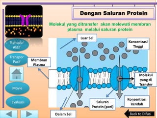 Dengan Saluran Protein

                      Molekul yang ditransfer akan melewati membran
                              plasma melalui saluran protein
                                    Luar Sel
Transpor                                                   Konsentrasi
  Aktif                                                      Tinggi

Transpor
  Pasif     Membran
             Plasma

                                                                  Molekul
                                                                  yang di
                                                                  Transfer
 Movie

                                                           Konsentrasi
 Evaluasi                                    Saluran
                                                             Rendah
                                          Protein (pori)
                        Dalam Sel                           Back to Difusi
 