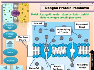 Dengan Protein Pembawa

                       Molekul yang ditransfer akan berikatan terlebih
                             dahulu dengan protein pembawa

                          Luar sel                        Konsentrasi
Transpor
  Aktif                                                     Tinggi
                                           Molekul yang
                                            di Transfer
Transpor
  Pasif     Membran
             Plasma




 Movie




                                                                         Back to Difusi
 Evaluasi
                                                           Konsentrasi
                                         Protein
                      Dalam Sel                              Rendah
                                        Pembawa
 