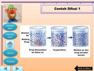 Contoh Difusi 1




Transpor
  Aktif

Transpor
  Pasif




 Movie


 Evaluasi


                         Back to Difusi
 