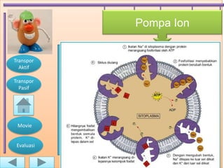 Pompa Ion


Transpor     Transpor Ion melewati membran
  Aktif
              plasma yang melawan gradien
Transpor               konsentrasi.
  Pasif
             Semua sel memiliki POTENSIAL
            MEMBRAN yaitu memiliki perbedaan
              energi potensial listrik antara
 Movie         sitoplasma dan lingkungan
                       sekitarnya.
 Evaluasi
 