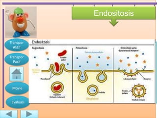 Endositosis


Transpor
  Aktif

Transpor
  Pasif




 Movie


 Evaluasi


                          C
 