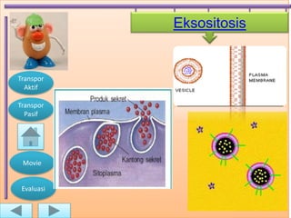 Eksositosis


Transpor
  Aktif

Transpor
  Pasif




 Movie


 Evaluasi


                          C
 