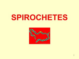 1
SPIROCHETES
 