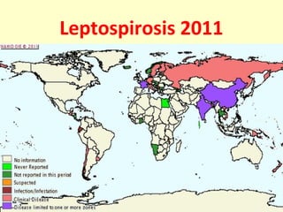 71
Leptospirosis 2011
 