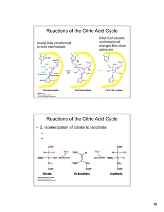10
Reactions of the Citric Acid Cycle
Acetyl CoA transformed
to enol intermediate
Citryl CoA causes
conformational
changes that close
active siteactive site
Reactions of the Citric Acid Cycle
• 2, Isomerization of citrate to isocitrate
–
–
 