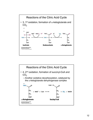 12
Reactions of the Citric Acid Cycle
• 3, 1st oxidation, formation of α-ketoglutarate and
CO2
––
–
Reactions of the Citric Acid Cycle
• 4, 2nd oxidation, formation of succinyl-CoA and
CO2
– Another oxidative decarboxylation catalyzed by– Another oxidative decarboxylation, catalyzed by
the α-ketoglutarate dehydrogenase complex
–
 