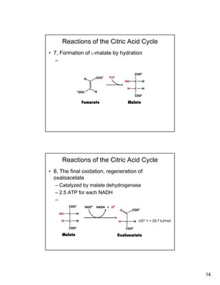 14
Reactions of the Citric Acid Cycle
• 7, Formation of L-malate by hydration
–
Reactions of the Citric Acid Cycle
• 8, The final oxidation, regeneration of
oxaloacetate
– Catalyzed by malate dehydrogenase– Catalyzed by malate dehydrogenase
– 2.5 ATP for each NADH
–
ΔGo’ = + 29.7 kJ/mol
 