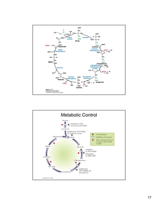 17
Metabolic Control
 