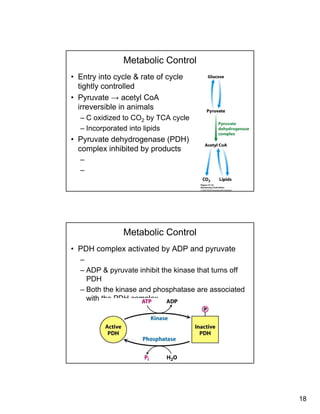 18
Metabolic Control
• Entry into cycle & rate of cycle
tightly controlled
• Pyruvate → acetyl CoA• Pyruvate → acetyl CoA
irreversible in animals
– C oxidized to CO2 by TCA cycle
– Incorporated into lipids
• Pyruvate dehydrogenase (PDH)
complex inhibited by products
–
–
Metabolic Control
• PDH complex activated by ADP and pyruvate
–
ADP & pyruvate inhibit the kinase that turns off– ADP & pyruvate inhibit the kinase that turns off
PDH
– Both the kinase and phosphatase are associated
with the PDH complex
 