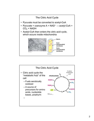 2
The Citric Acid Cycle
• Pyruvate must be converted to acetyl-CoA
• Pyruvate + coenzyme A + NAD+ → acetyl-CoA +
CO + NADHCO2 + NADH
• Acetyl-CoA then enters the citric acid cycle,
which occurs inside mitochondria
The Citric Acid Cycle
• Citric acid cycle the
“metabolic hub” of the
cell
6 carbon
tricarboxylic
acid
cell
– Fuels aerobically
oxidized
– A source of
precursors for amino
acids nucleotideacids, nucleotide
bases, porphyrin
–
 