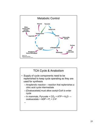 21
Metabolic Control
TCA Cycle & Anabolism
• Supply of cycle components need to be
replenished to keep cycle operating as they are
used for synthesisused for synthesis
– Anaplerotic reaction – reaction that replenishes a
citric acid cycle intermediate
– [Oxaloacetate] must allow acetyl-CoA to enter
cycle
In mammals Pyruvate + CO + ATP + H O →– In mammals, Pyruvate + CO2 + ATP + H2O →
oxaloacetate + ADP + Pi + 2 H+
–
 
