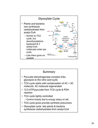 24
Glyoxylate Cycle
• Plants and bacteria
can synthesize
carbohydrates fromcarbohydrates from
acetyl-CoA
– Similar to TCA
cycle, but
decarboxylations
bypassed & 2
Unique
reactions of
glyoxylate
cycle
bypassed & 2
acetyl-CoA
molecules enter per
cycle
– Lets them grow on
acetate
Carbohydrate
s
Summary
• Pyruvate dehydrogenase complex links
glycolysis to the citric acid cycle
• TCA cycle starts with condensation of 4C + 2C• TCA cycle starts with condensation of 4C + 2C
molecule, 4C molecule regenerated
• 12.5 ATP/pyruvate from TCA cycle & PDH
reaction
• TCA cycle tightly controlled
– Control closely tied to energy status of cell
• TCA cycle gives provide synthetic precursors
• Glyoxylate cycle lets plants & bacteria
synthesize carbohydrates from acetyl-CoA
 