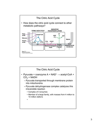 3
The Citric Acid Cycle
• How does the citric acid cycle connect to other
metabolic pathways?
The Citric Acid Cycle
• Pyruvate + coenzyme A + NAD+ → acetyl-CoA +
CO2 + NADH
– Pyruvate transported through membrane protein– Pyruvate transported through membrane protein
into mitochondria
– Pyruvate dehydrogenase complex catalyzes this
irreversible reaction
• Complex of 3 enzymes
• Member of a large family with masses from 4 million toMember of a large family, with masses from 4 million to
10 million daltons
•
 